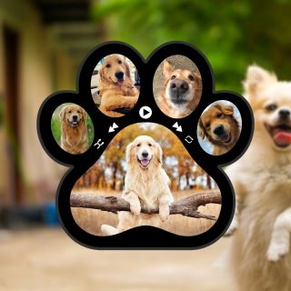Šapa muzički magnet BearBox – personalizovani poklon sa slikama psa
